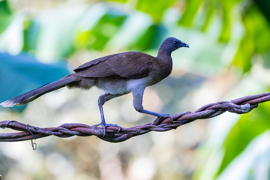 Gray-headed Chachalaca (Ortalis cinereiceps)