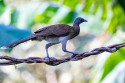 Gray-headed Chachalaca (Ortalis cinereiceps)