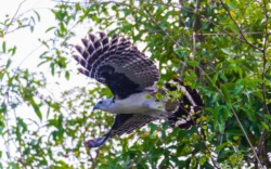 Gray-headed Kite (Leptodon cayanensis)