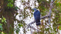 Gray-headed Kite (Leptodon cayanensis)