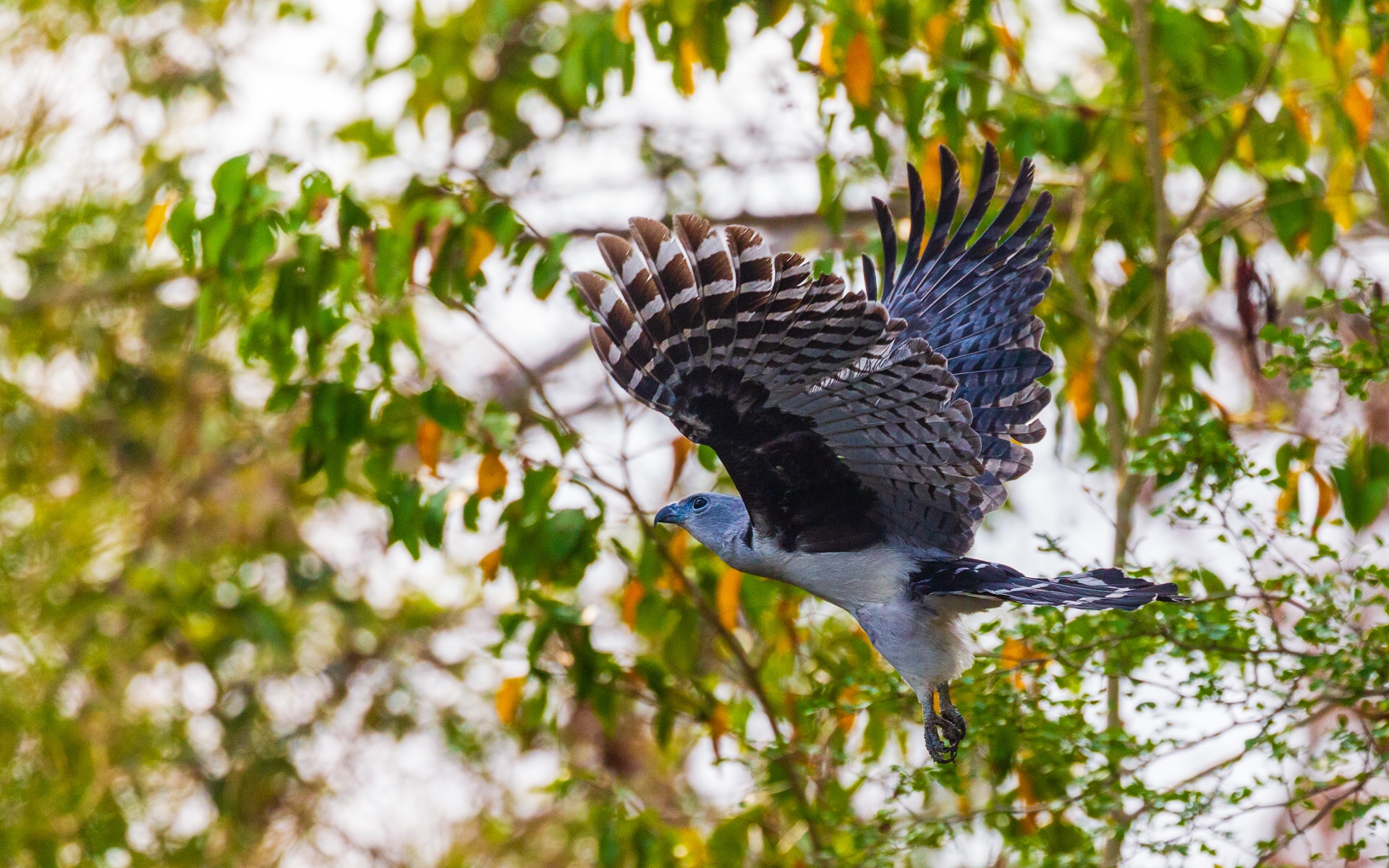 Gray-headed Kite (Leptodon cayanensis)