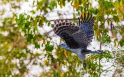 Gray-headed Kite (Leptodon cayanensis)