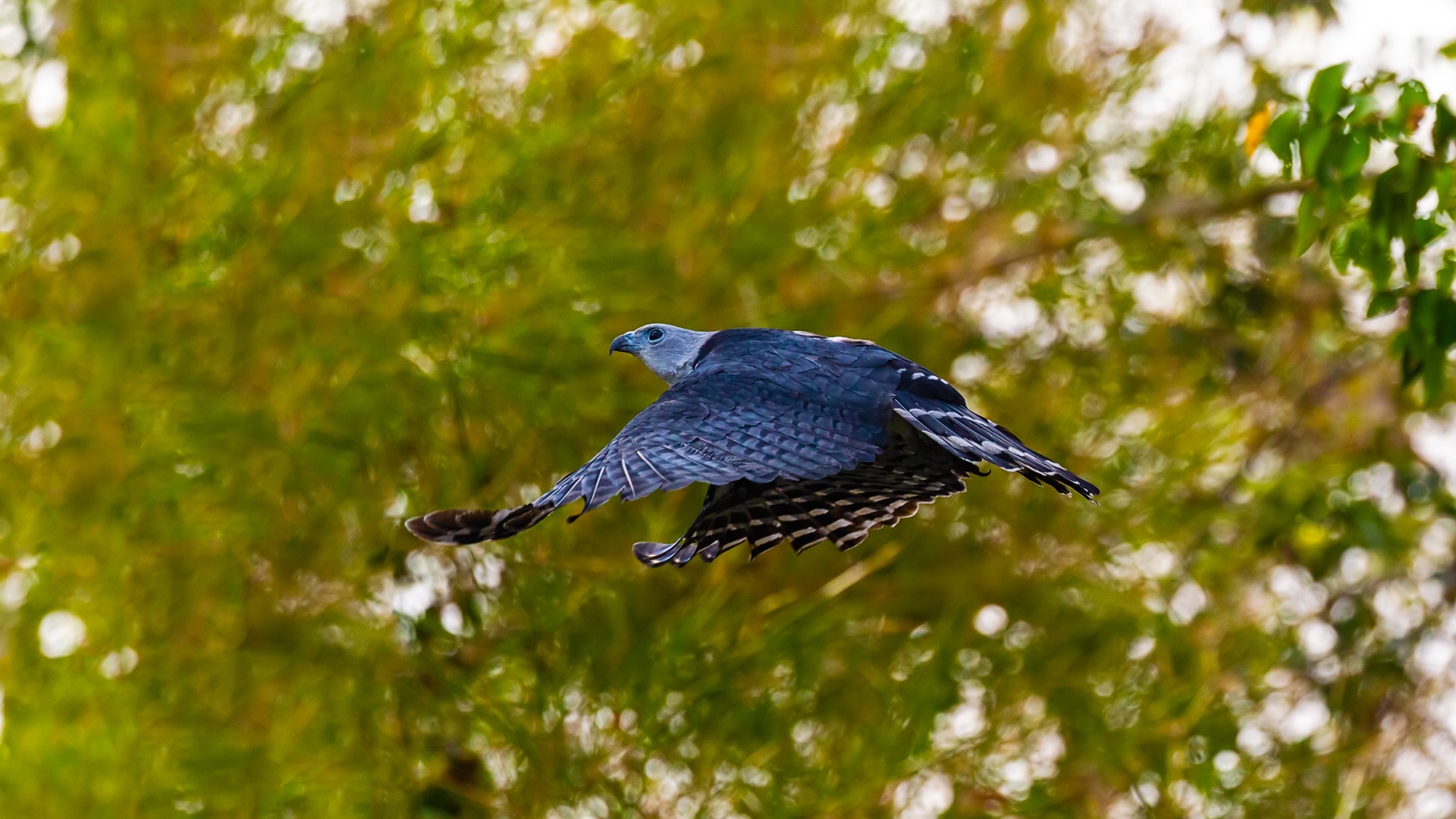 Gray-headed Kite (Leptodon cayanensis)