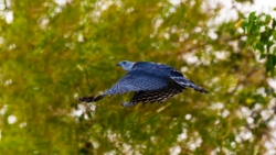 Gray-headed Kite (Leptodon cayanensis)