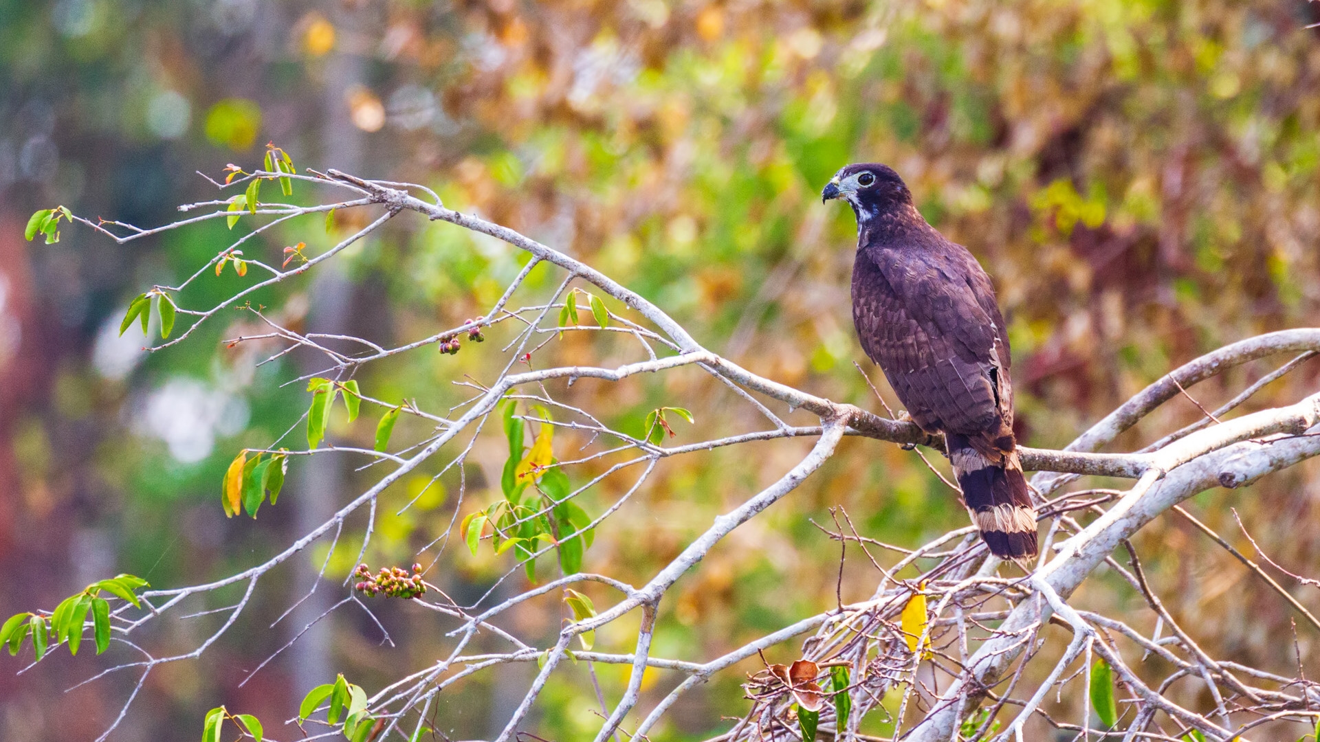 Gray-headed Kite (Leptodon cayanensis)