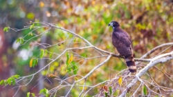 Gray-headed Kite (Leptodon cayanensis)