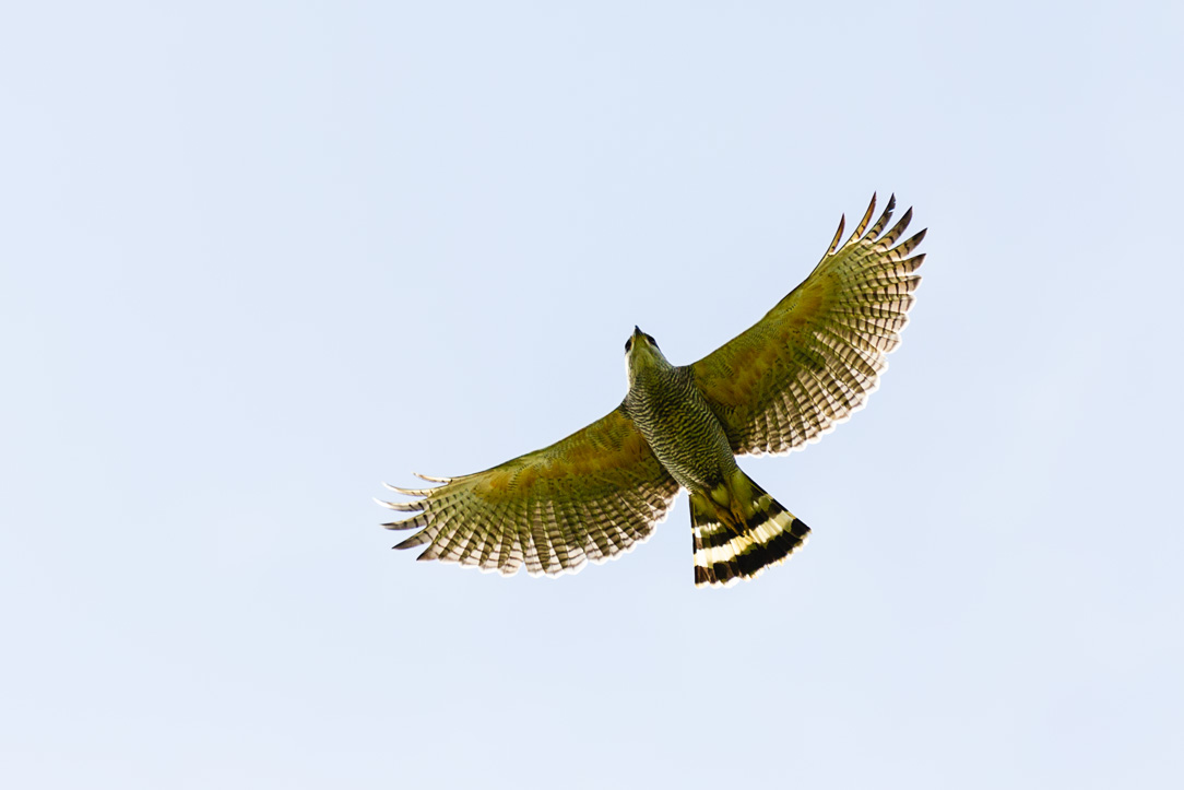 Gray-lined Hawk (Buteo nitidus)