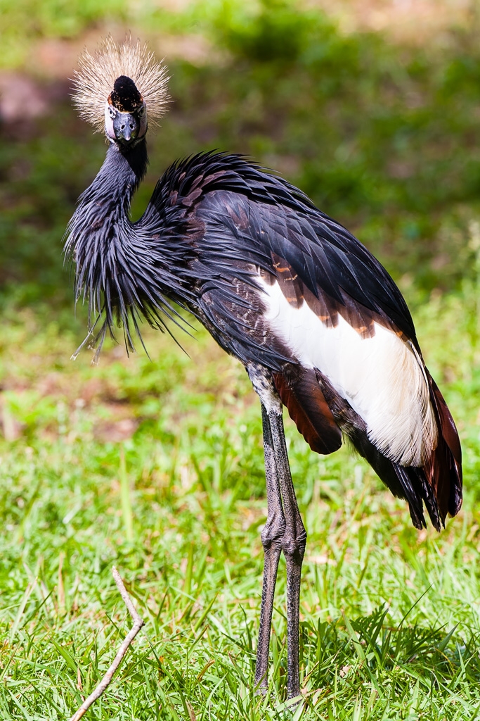 Gray Crowned-Crane (Balearica regulorum)