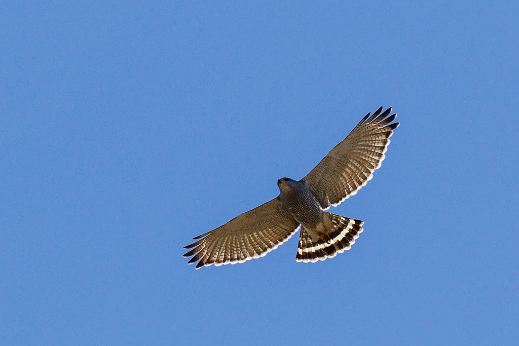 Gray Hawk (Buteo plagiatus)