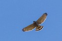 Gray Hawk (Buteo plagiatus)