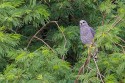 Gray Hawk (Buteo plagiatus)