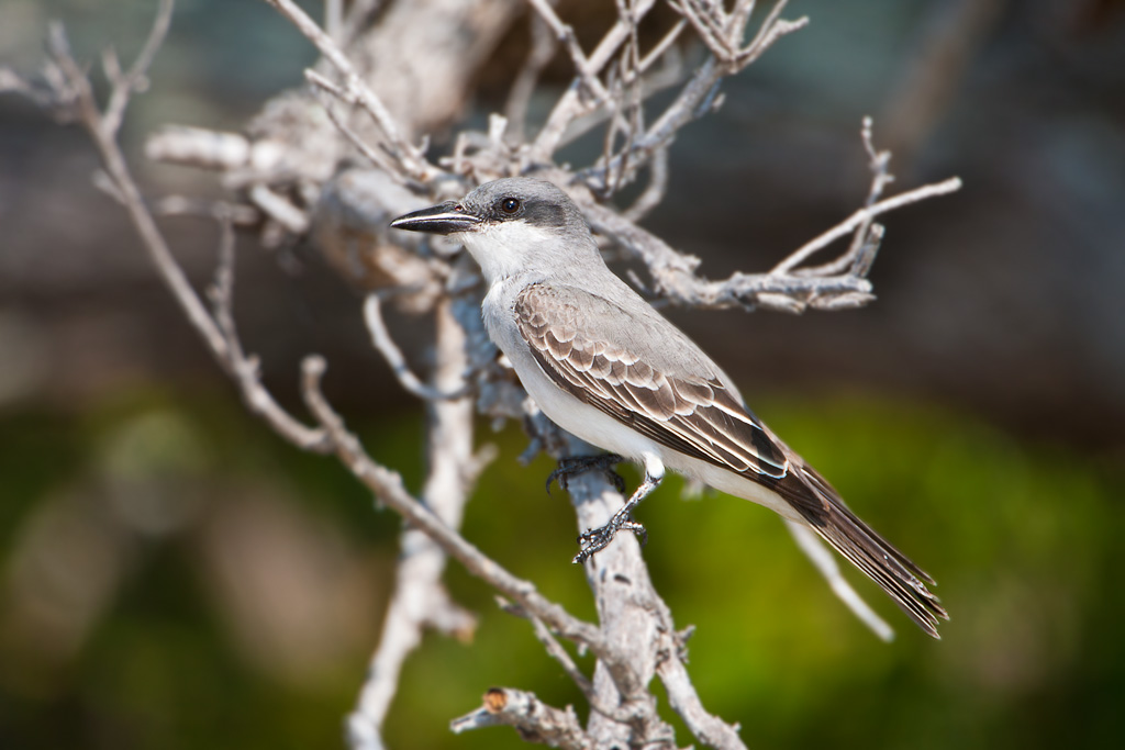 Gray Kingbird (Tyrannus dominicensis)