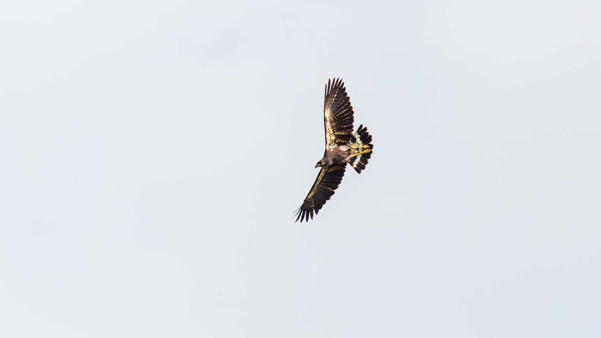 Great Black Hawk (Buteogallus urubitinga)