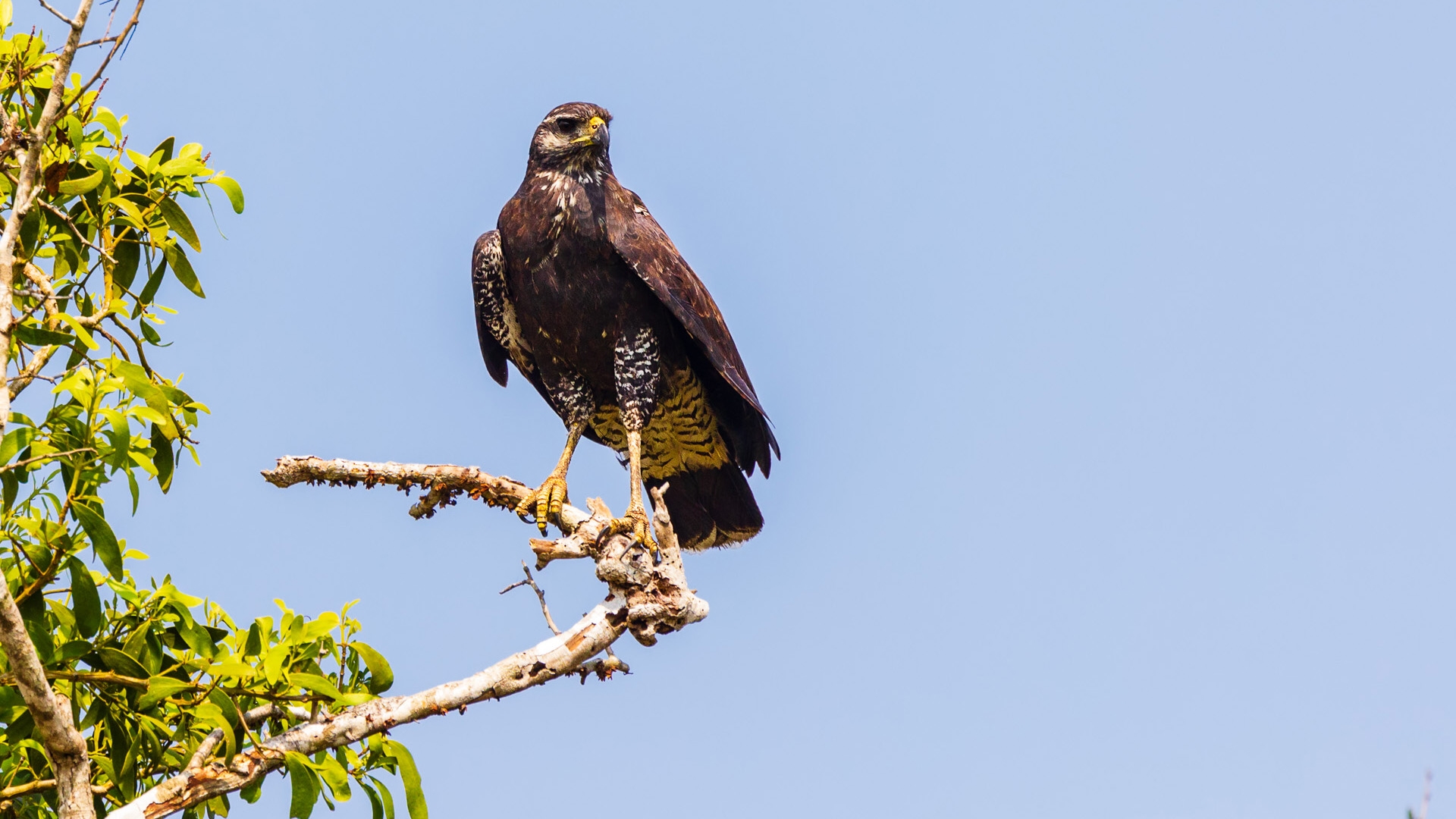 Great Black Hawk (Buteogallus urubitinga)