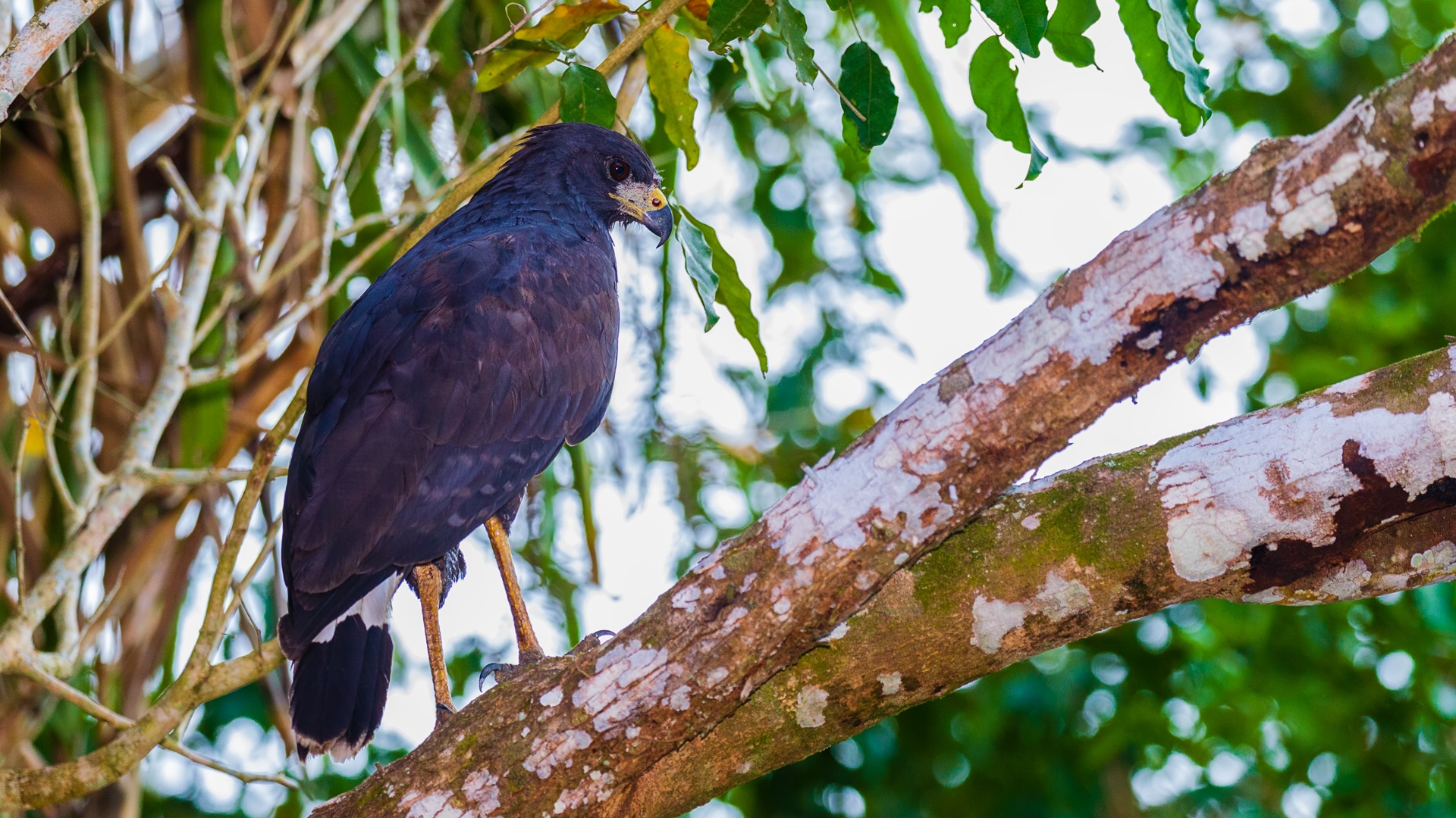 Great Black Hawk (Buteogallus urubitinga)