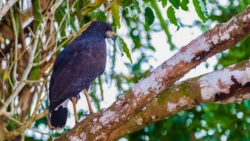 Great Black Hawk (Buteogallus urubitinga)