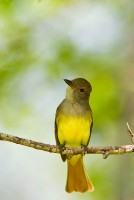 Great Crested Flycatcher (Myiarchus crinitus)