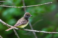 Great Crested Flycatcher (Myarchus crinitus)