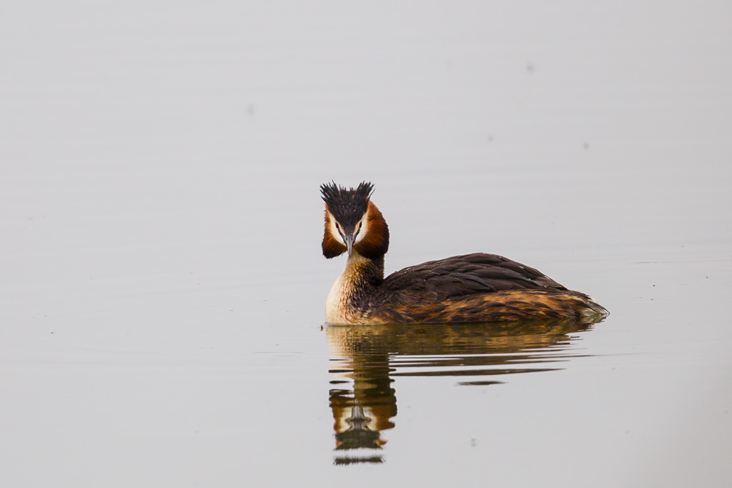 Great Crested Grebe (Podiceps cristatus)