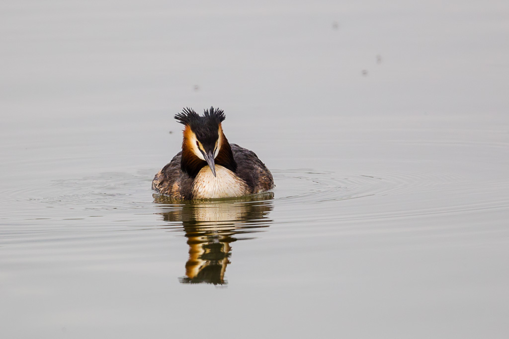 Great Crested Grebe (Podiceps cristatus)