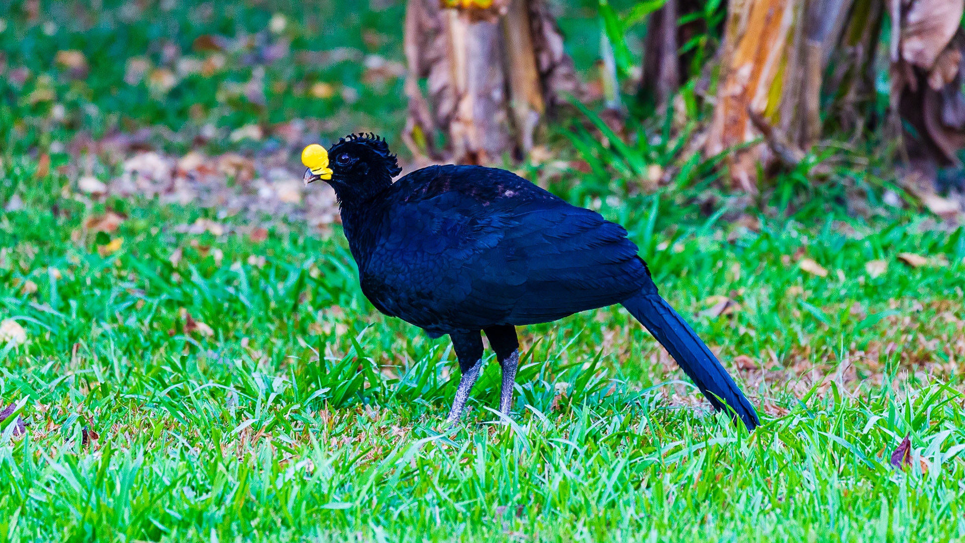 Great Curassow (Crax rubra)