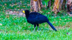 Great Curassow (Crax rubra)