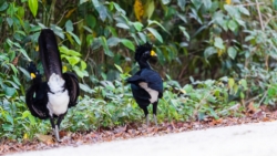 Great Curassow (Crax rubra)