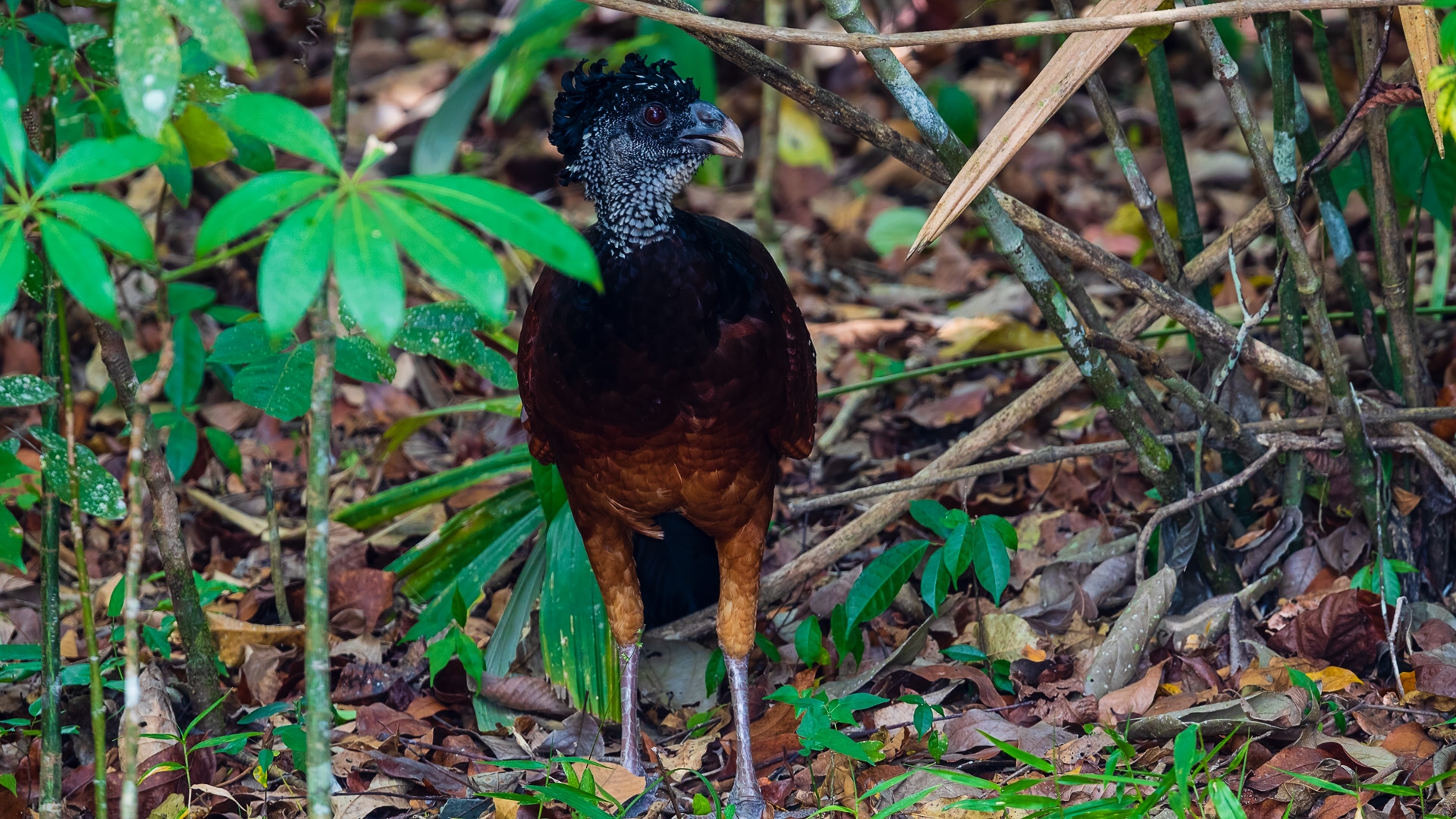 Great Curassow (Crax rubra)