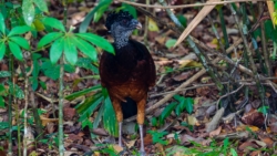 Great Curassow (Crax rubra)