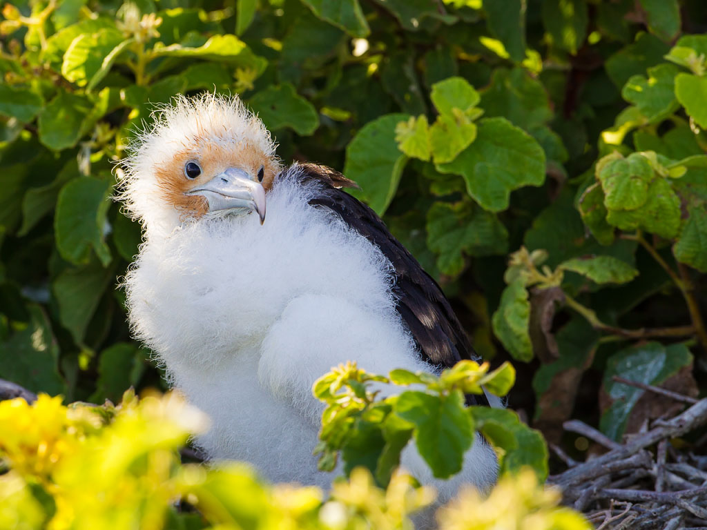 Great Frigatebird (Fregata minor ridgwayi)