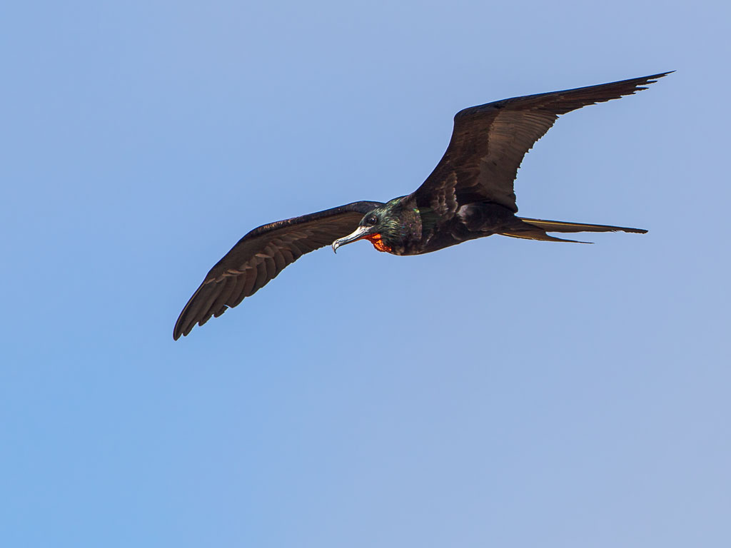 Great Frigatebird (Fregata minor ridgwayi)