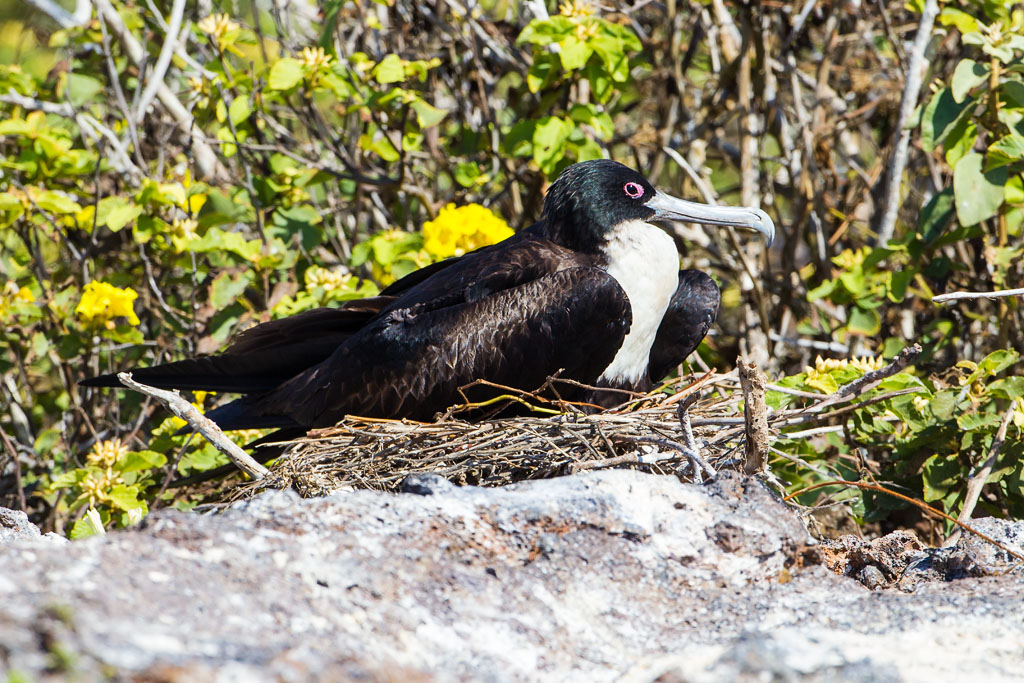 Great Frigatebird (Fregata minor ridgwayi)