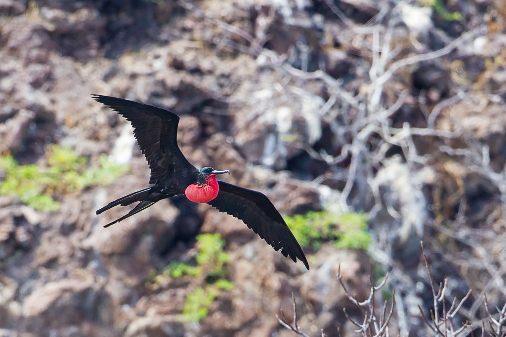 Great Frigatebird (Fregata minor ridgwayi)