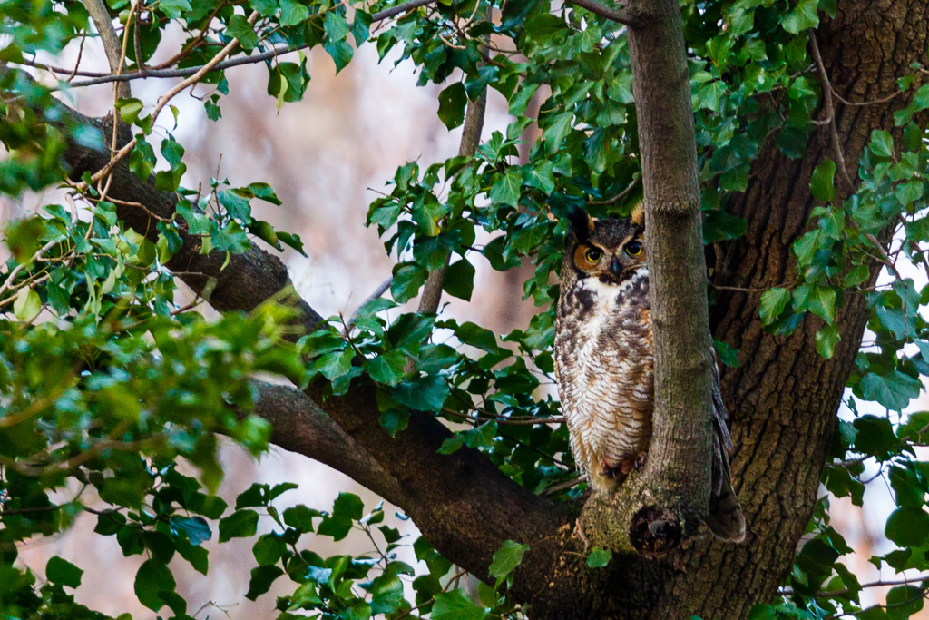 Great Horned Owl (Bubo virginianus)