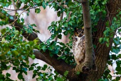 Great Horned Owl (Bubo virginianus)