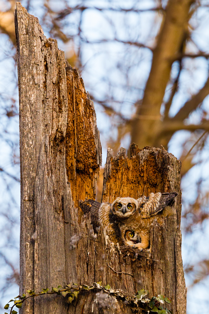 Great Horned Owl (Bubo virginianus)