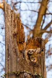 Great Horned Owl (Bubo virginianus)