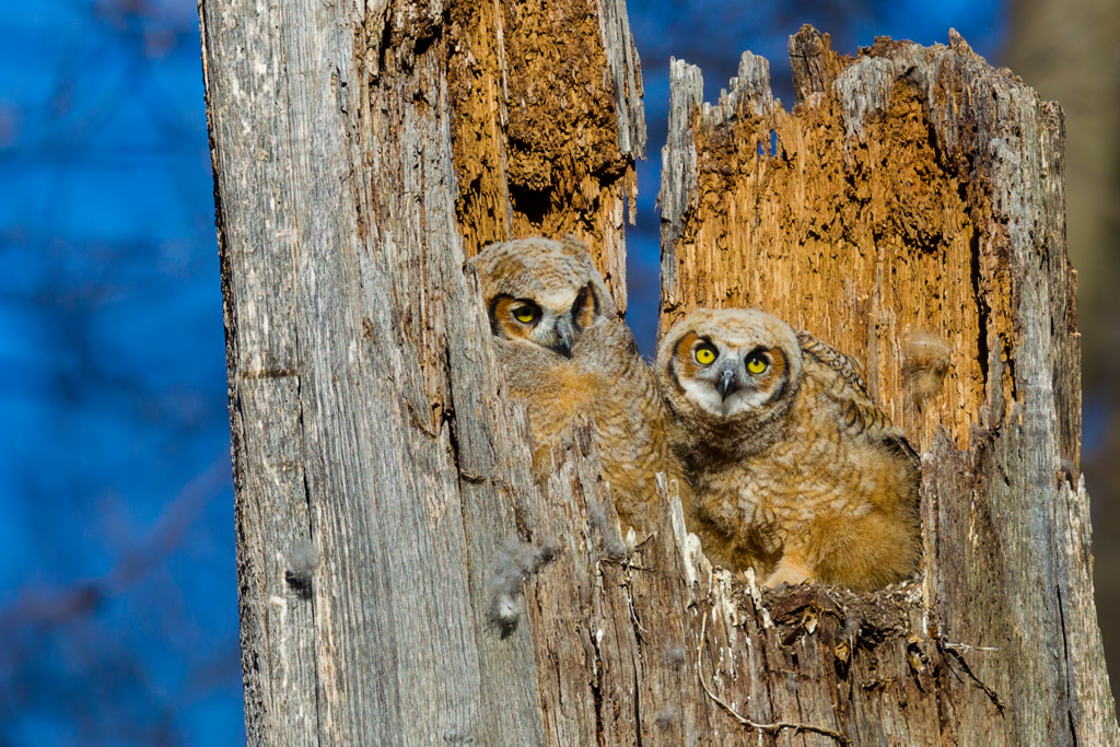 Great Horned Owl (Bubo virginianus)