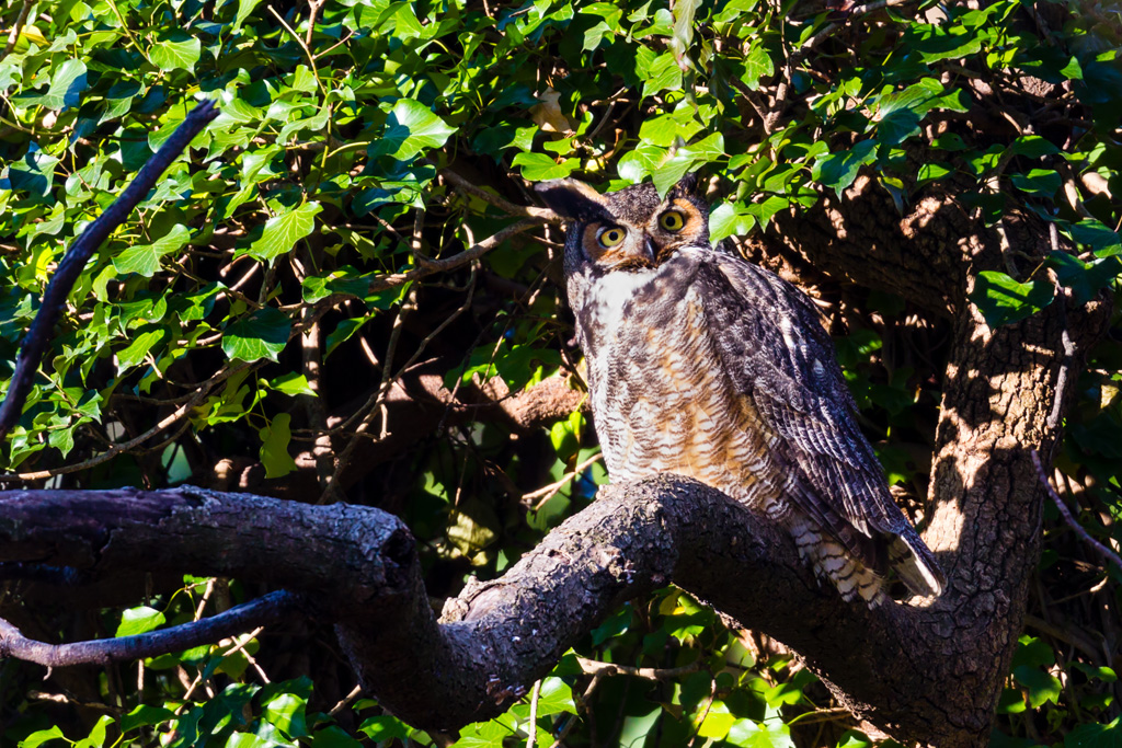 Great Horned Owl (Bubo virginianus)