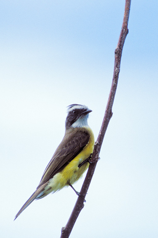 Great Kiskadee (Pitangus sulphuratus)