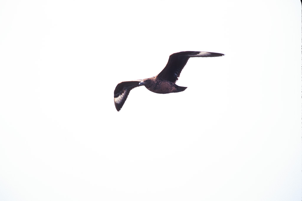 Great Skua (Stercorarius skua)