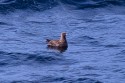 Great Skua (Stercorarius skua)