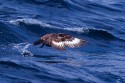 Great Skua (Stercorarius skua)