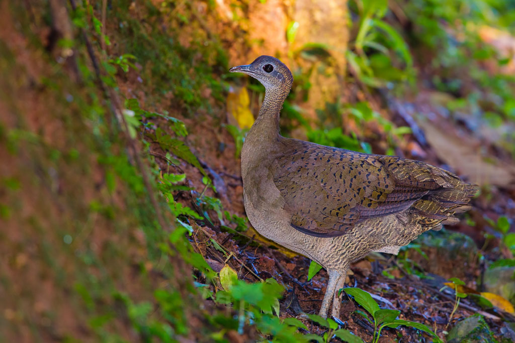 Great Tinamou (Tinamus major)