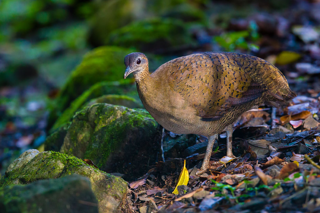 Great Tinamou (Tinamus major)