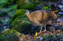 Great Tinamou (Tinamus major)