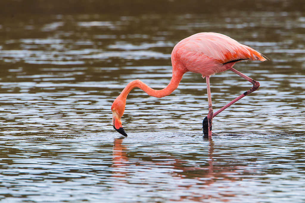 Greater Flamingo (Phoenicopterus ruber)