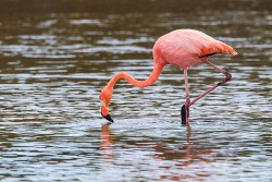 Greater Flamingo (Phoenicopterus ruber)