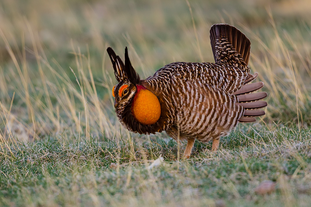 Greater Prairie-Chicken (Tympanuchus cupido)