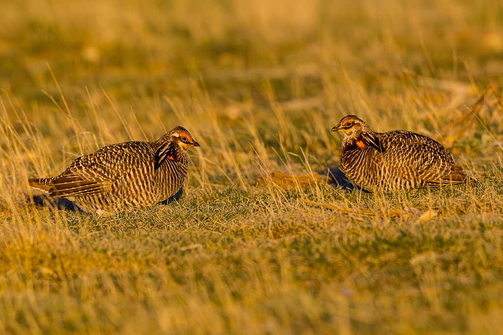 Greater Prairie-Chicken (Tympanuchus cupido)